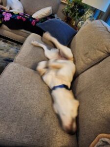 Yellow Labrador Retriever