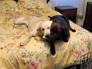 Yellow Labrador Retriever