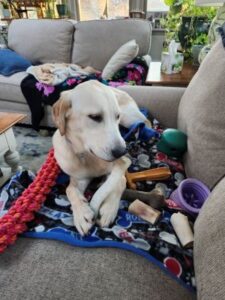 Yellow Labrador Retriever