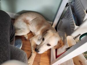 Yellow Labrador Retriever