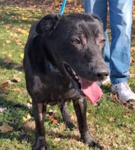black lab mix