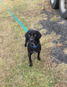 Black Labrador Mix