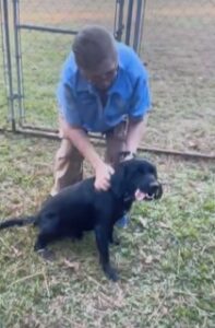 Black Labrador Retriever Mix
