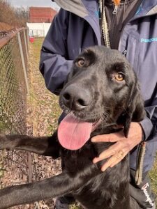 Black Labrador Mix