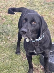 Black Labrador Mix