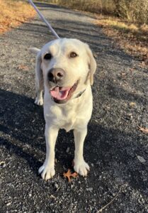 Yellow Labrador Retriever
