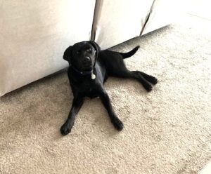 Black Labrador Retriever