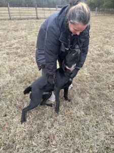 Black Labrador Retriever Mix