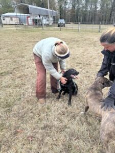 Black Labrador Retriever Mix