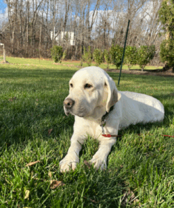 Yellow Labrador Retriever