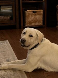 Yellow Labrador Retriever