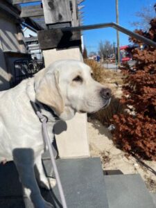 Yellow Labrador Retriever