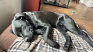 Black Labrador Retriever