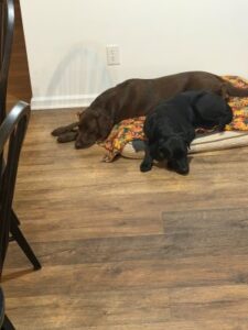 Black Labrador Retriever