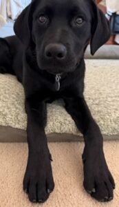 Black Labrador Retriever