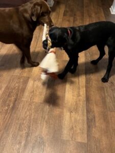 Black Labrador Retriever