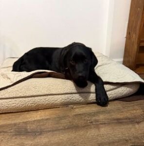 Black Labrador Retriever