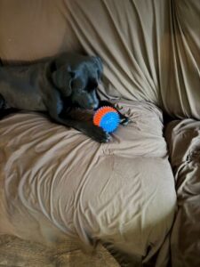 Black Labrador Retriever