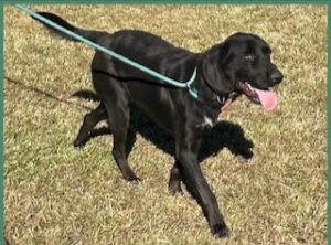 Black Labrador Retriever Mix