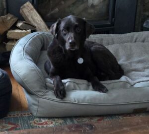 Chocolate Labrador Retriever