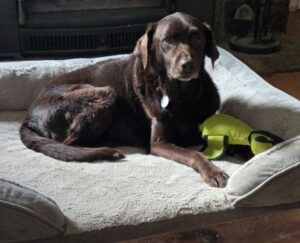 Chocolate Labrador Retriever