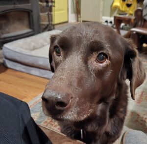 Chocolate Labrador Retriever