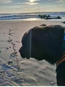 Black Labrador Retriever mix