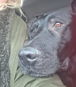 Black Labrador Retriever mix