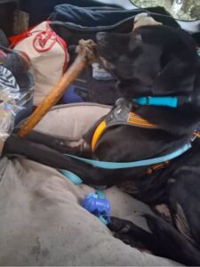 Black Labrador Retriever mix