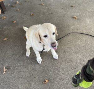 Yellow Labrador Retriever