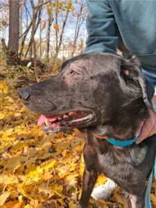 black lab mix