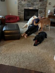 Yellow Labrador Retriever