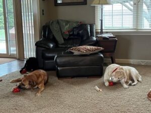 Yellow Labrador Retriever