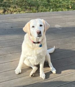 Yellow Labrador Retriever