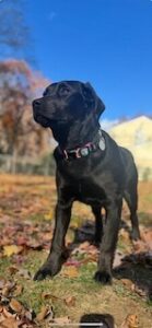 Black Labrador Retriever