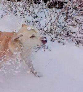 Yellow Labrador Retriever