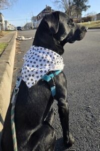 Black Labrador Retriever Mix