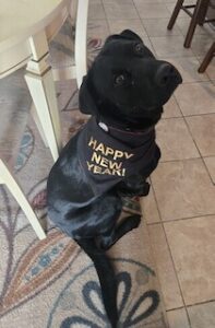 Black Labrador Retriever Mix