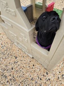 Black Labrador Retriever Mix