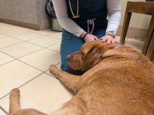 Yellow Labrador Retriever
