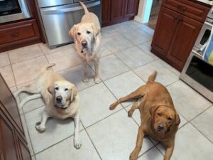 Yellow Labrador Retriever