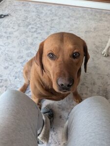 Yellow Labrador Retriever