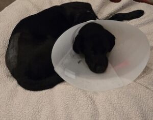 Black Labrador Retriever Mix