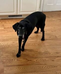 black labrador retriever