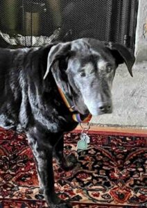 Black Labrador Retriever mix