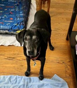 black labrador retriever