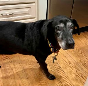 black labrador retriever