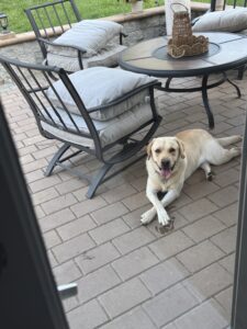 Yellow Labrador Retriever