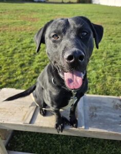 Black Labrador Mix