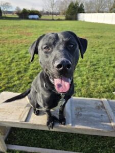 Black Labrador Retriever Mix